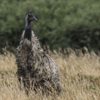 Emu